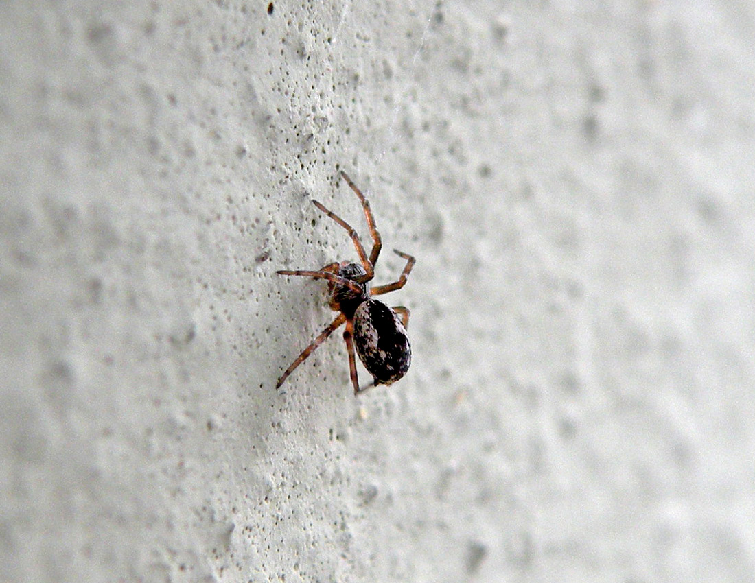 Theridiidae? No. Dictyna cfr civica - Reggio Emilia